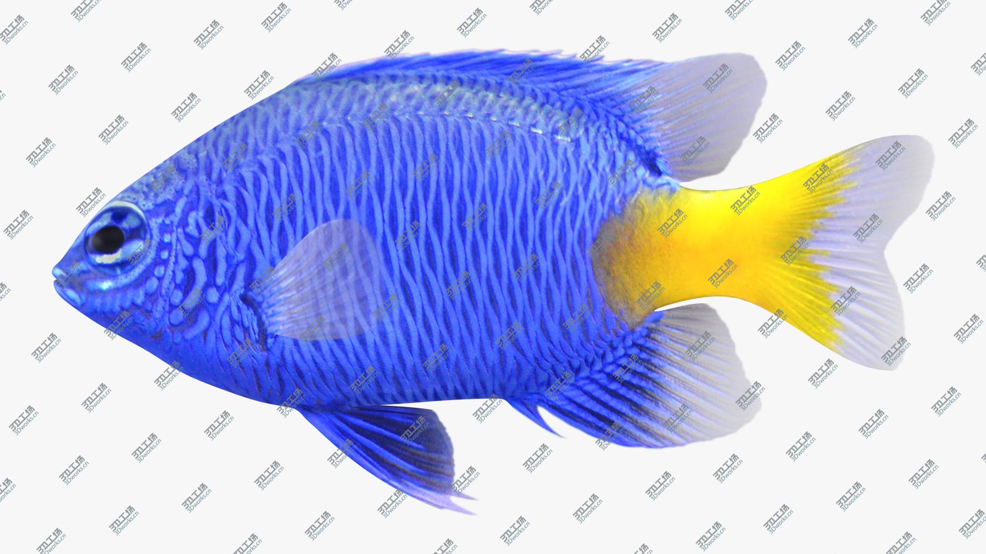 images/goods_img/202105072/3D Yellowtail Damselfish model/2.jpg